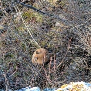 Meet your Posher, Jacob